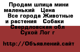 Продам шпица мини маленький › Цена ­ 15 000 - Все города Животные и растения » Собаки   . Свердловская обл.,Сухой Лог г.